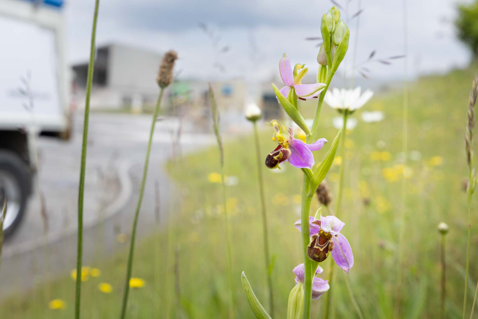Bee-Orchid-industrial-net-biodiversity-gain